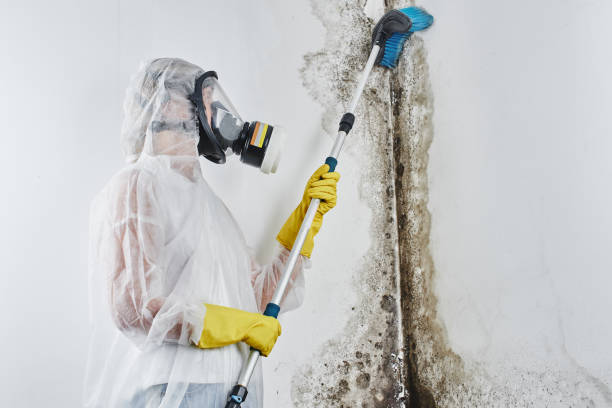 Best Professional Mold Removal  in Bar Nunn, WY