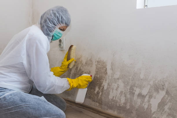 Best Same-Day Mold Removal  in Bar Nunn, WY